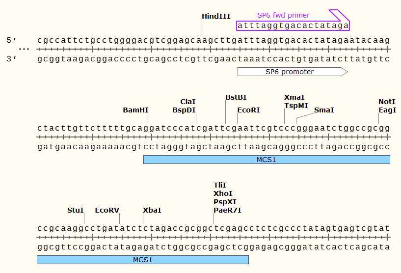 pCS111 多克隆位点1 点击看大图 pCS111 多克隆位点1